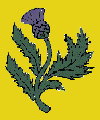 thistle