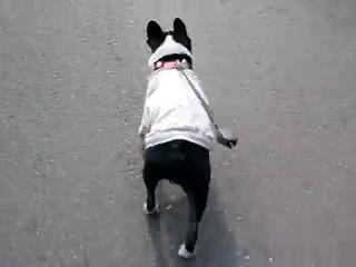 Furi Furi