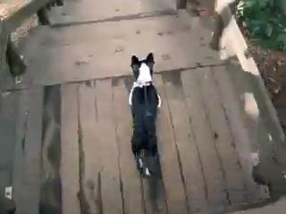 Dog Race?