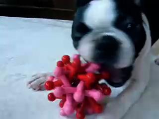 My Boom!
