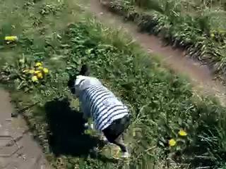 Dandelion