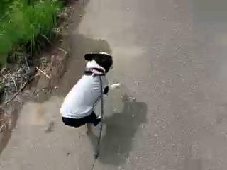 Dash!