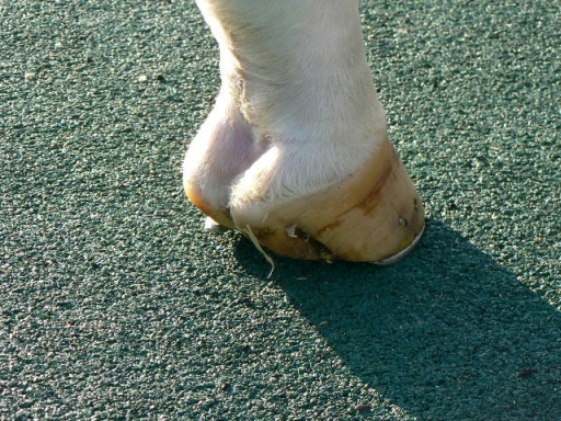 P1000012.JPG - 209,072BYTES