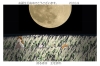 1009BD.gif